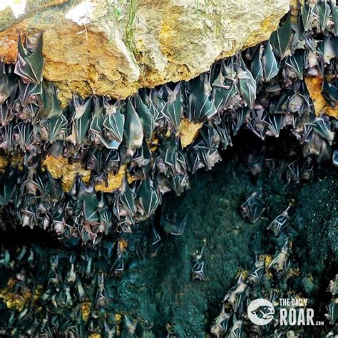 monfort bat sanctuary|This cave in the Philippines has over 2 million bats. .
